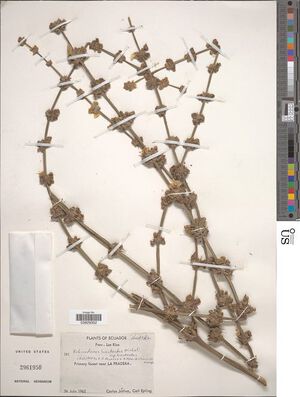 Bracteatus var. bracteatus4.jpg