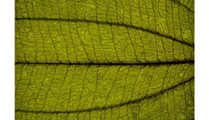 Sankt Elmsfeuer4.png