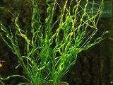 Echinodorus Tortifolius[2]