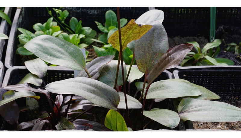 Datei:Sankt Elmsfeuer2.png