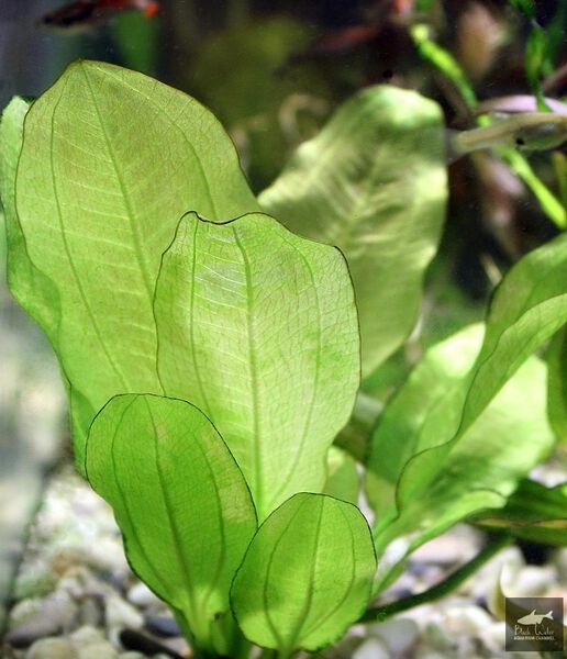 Datei:Mark Machlin1.jpg