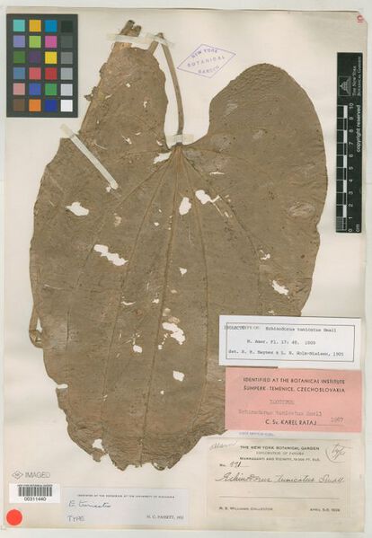 Datei:Tunicatus 8.jpg