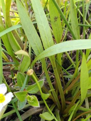 Baldellia ranunculoides4.jpeg