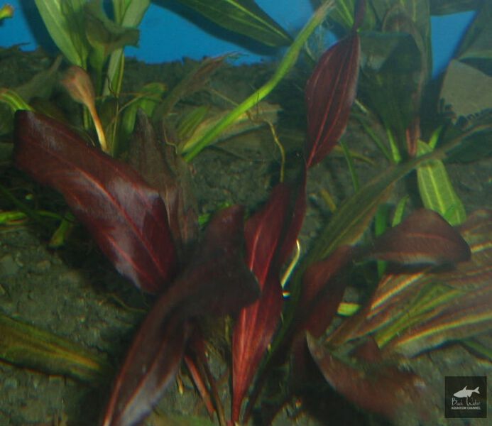 Datei:Brother of Mitchurinets3.jpg