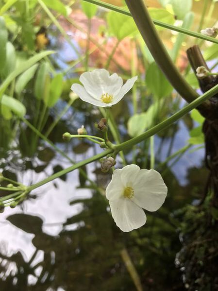 Datei:Palaefolius 1.jpg