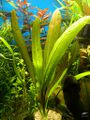 Echinodorus Tomas Kaliebe [1]