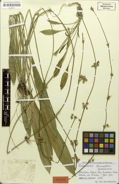 Datei:Decumbens (Kasselm.)3.jpg