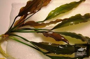 Echinodorus Twinkle 3.jpg