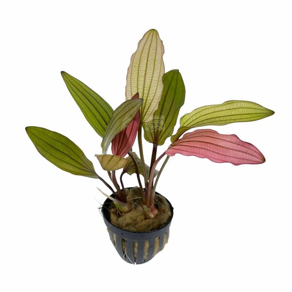 Datei:Pink Miracle3.jpg