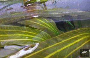 Disobedient Oppressor3.jpg