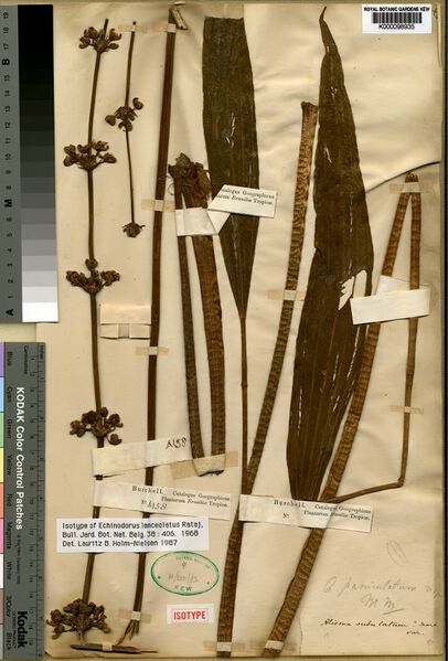 Datei:Lanceolatus Rataj 2.jpg