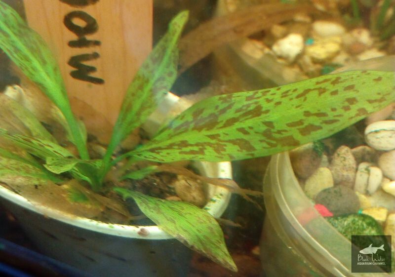 Datei:Muenchs Wildkatze2.jpg