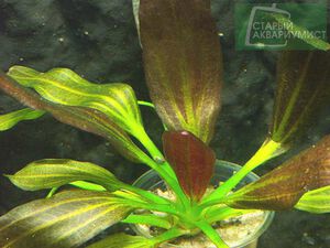 Rubra Variegata 4.jpg