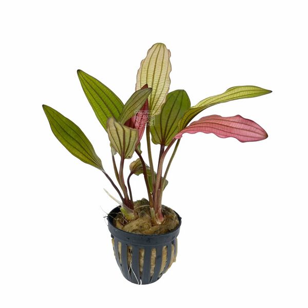 Datei:Pink Miracle9.jpg