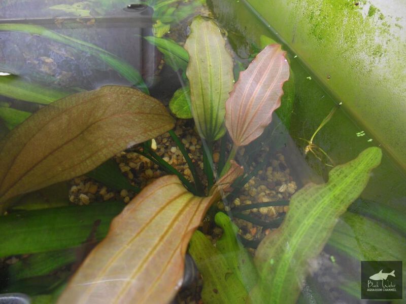 Datei:Firebarbus Name3.jpg