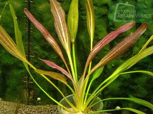 Fantastic color1.jpg