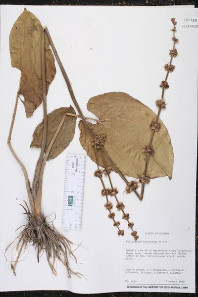 Datei:Bracteatus Micheli5.jpg