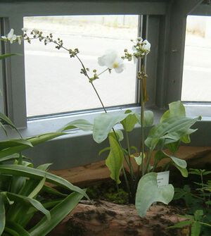 Glaucus BotGardBln07122011B.jpg