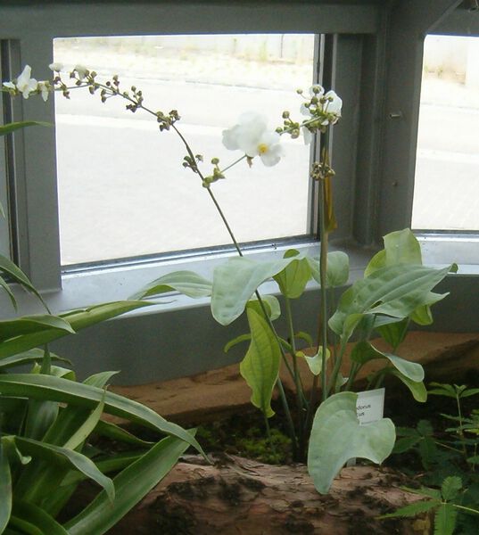 Datei:Glaucus BotGardBln07122011B.jpg