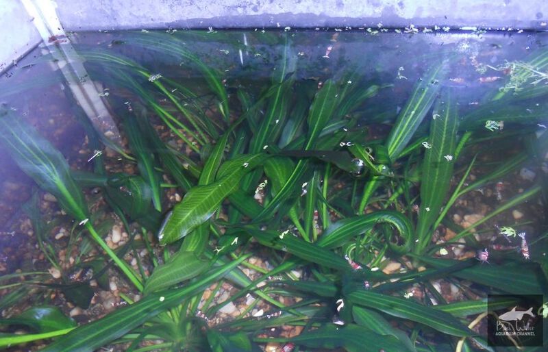 Datei:Merry Green Family6.jpg