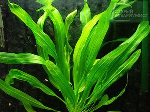 Uruguayensis Green 4.jpg