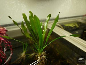 Through This and That3.jpg