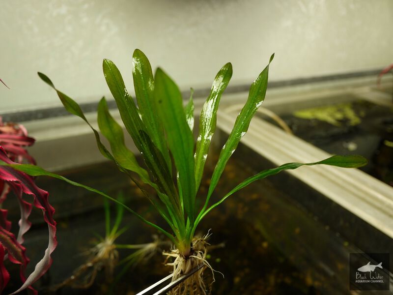 Datei:Through This and That3.jpg