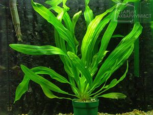 Uruguayensis Green 1.jpg