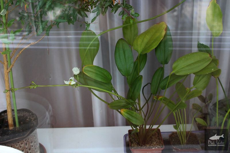 Datei:Aflame Sellovianus 2 2.jpg