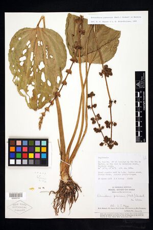 Pubescens (Mart. ex Schult.f.) Seub5.jpg