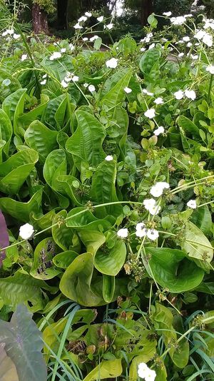 Braceatus Lantau Lady.jpg