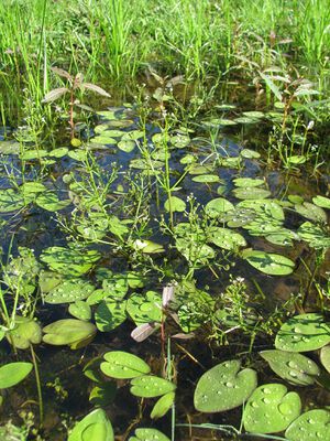 Albidella nymphaeifolia3.jpeg