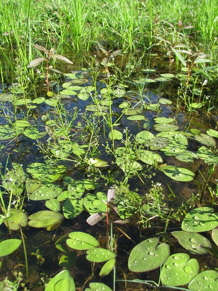 Datei:Albidella nymphaeifolia3.jpeg