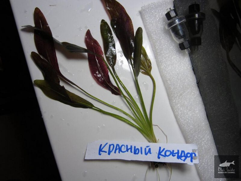 Datei:Red Condor3.jpg