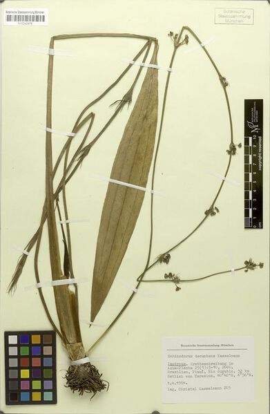 Datei:Decumbens (Kasselm.)2.jpg