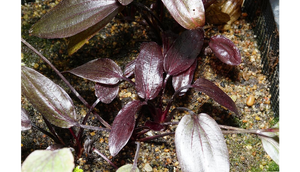 Sankt Elmsfeuer3.png