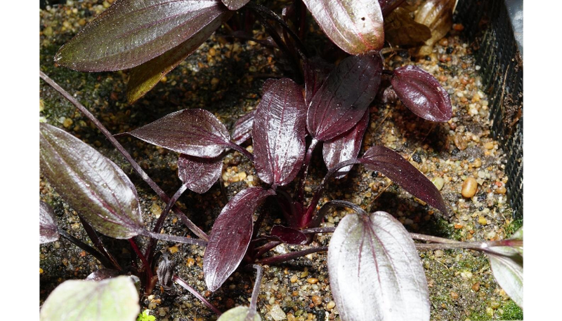 Datei:Sankt Elmsfeuer3.png